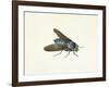 The Horsefly, 18th Century-Georg Dionysius Ehret-Framed Giclee Print