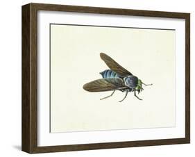 The Horsefly, 18th Century-Georg Dionysius Ehret-Framed Giclee Print