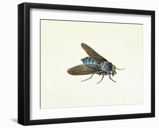 The Horsefly, 18th Century-Georg Dionysius Ehret-Framed Giclee Print