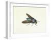 The Horsefly, 18th Century-Georg Dionysius Ehret-Framed Giclee Print