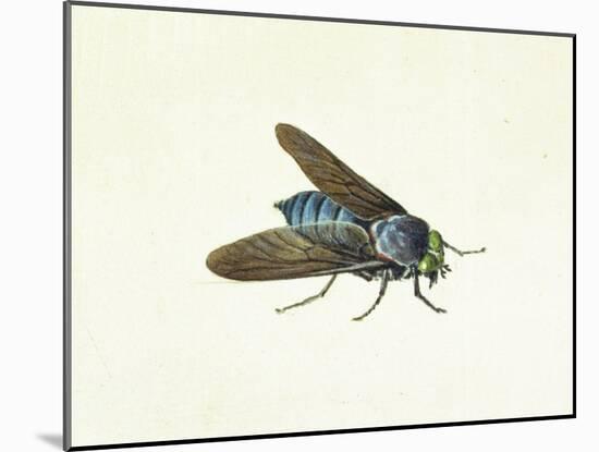 The Horsefly, 18th Century-Georg Dionysius Ehret-Mounted Giclee Print