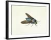 The Horsefly, 18th Century-Georg Dionysius Ehret-Framed Giclee Print