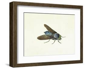 The Horsefly, 18th Century-Georg Dionysius Ehret-Framed Premium Giclee Print