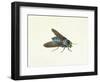 The Horsefly, 18th Century-Georg Dionysius Ehret-Framed Premium Giclee Print
