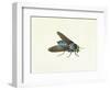 The Horsefly, 18th Century-Georg Dionysius Ehret-Framed Premium Giclee Print