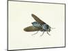 The Horsefly, 18th Century-Georg Dionysius Ehret-Mounted Premium Giclee Print