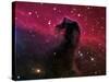 The Horsehead Nebula-Stocktrek Images-Stretched Canvas