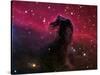 The Horsehead Nebula-Stocktrek Images-Stretched Canvas