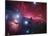 The Horsehead Nebula-Stocktrek Images-Stretched Canvas