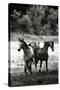 The Horses Three I - BW-Alan Hausenflock-Stretched Canvas