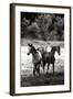 The Horses Three I - BW-Alan Hausenflock-Framed Photographic Print