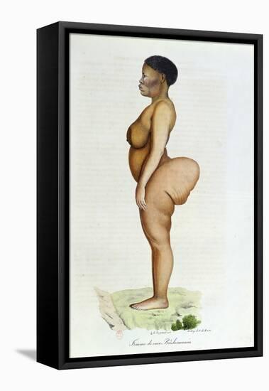 The Hottentot Venus, Bushman Woman, from "L'Histoire Naturelle Des Mammiferes"-Carel Christian Anthony Last-Framed Stretched Canvas