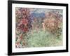 The House Among the Roses (La Maison Dans Les Roses), 1925-Claude Monet-Framed Giclee Print