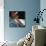 The Hubble Space Telescope Backdropped by Planet Earth-null-Photographic Print displayed on a wall