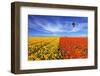 The Huge Field of Red and Orange Buttercups (Ranunculus Asiaticus). Wonderful Spring Mood, Nice Big-kavram-Framed Photographic Print