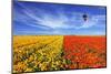 The Huge Field of Red and Orange Buttercups (Ranunculus Asiaticus). Wonderful Spring Mood, Nice Big-kavram-Mounted Photographic Print