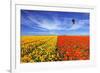 The Huge Field of Red and Orange Buttercups (Ranunculus Asiaticus). Wonderful Spring Mood, Nice Big-kavram-Framed Photographic Print