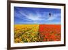 The Huge Field of Red and Orange Buttercups (Ranunculus Asiaticus). Wonderful Spring Mood, Nice Big-kavram-Framed Photographic Print