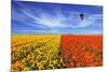 The Huge Field of Red and Orange Buttercups (Ranunculus Asiaticus). Wonderful Spring Mood, Nice Big-kavram-Mounted Photographic Print