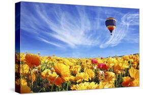 The Huge Field of White and Orange Buttercups (Ranunculus Asiaticus)-kavram-Stretched Canvas