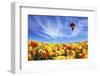 The Huge Field of White and Orange Buttercups (Ranunculus Asiaticus)-kavram-Framed Photographic Print