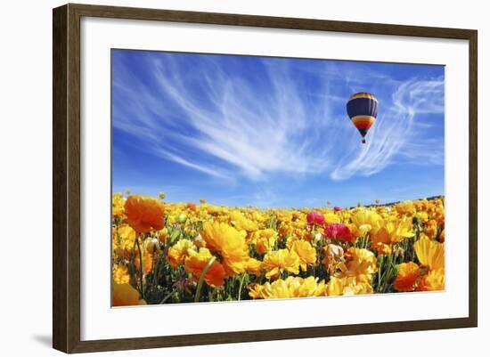 The Huge Field of White and Orange Buttercups (Ranunculus Asiaticus)-kavram-Framed Photographic Print