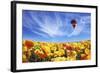 The Huge Field of White and Orange Buttercups (Ranunculus Asiaticus)-kavram-Framed Photographic Print