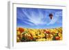 The Huge Field of White and Orange Buttercups (Ranunculus Asiaticus)-kavram-Framed Photographic Print