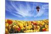 The Huge Field of White and Orange Buttercups (Ranunculus Asiaticus)-kavram-Mounted Photographic Print