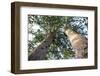 The Huge Kauri Trees, Waiau Falls Scenic Reserve, Coromandel Peninsula on North Island, New Zealand-Paul Dymond-Framed Photographic Print