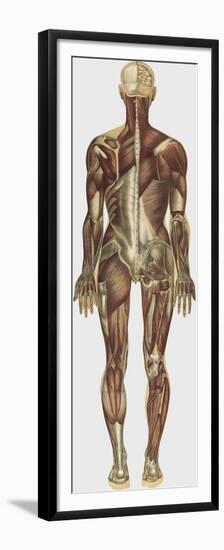 The Human Body with Superimposed Colored Plates by Julien Bougle-Stocktrek Images-Framed Premium Giclee Print