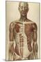 The Human Body with Superimposed Colored Plates by Julien Bougle-Stocktrek Images-Mounted Art Print