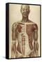 The Human Body with Superimposed Colored Plates by Julien Bougle-Stocktrek Images-Framed Stretched Canvas