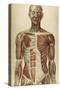 The Human Body with Superimposed Colored Plates by Julien Bougle-Stocktrek Images-Stretched Canvas