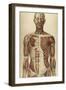 The Human Body with Superimposed Colored Plates by Julien Bougle-Stocktrek Images-Framed Art Print