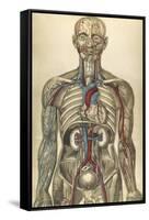 The Human Body with Superimposed Colored Plates by Julien Bougle-Stocktrek Images-Framed Stretched Canvas