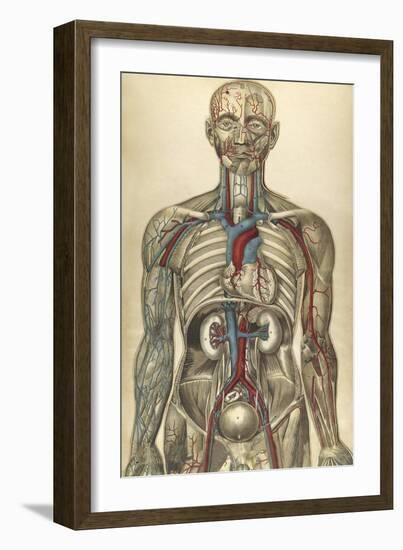 The Human Body with Superimposed Colored Plates by Julien Bougle-Stocktrek Images-Framed Art Print