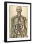 The Human Body with Superimposed Colored Plates by Julien Bougle-Stocktrek Images-Framed Art Print