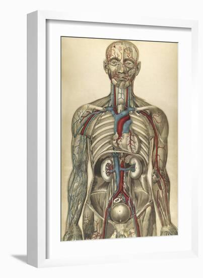 The Human Body with Superimposed Colored Plates by Julien Bougle-Stocktrek Images-Framed Art Print