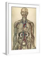 The Human Body with Superimposed Colored Plates by Julien Bougle-Stocktrek Images-Framed Art Print