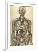 The Human Body with Superimposed Colored Plates by Julien Bougle-Stocktrek Images-Framed Art Print