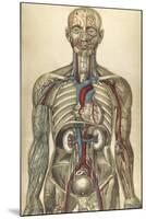 The Human Body with Superimposed Colored Plates by Julien Bougle-Stocktrek Images-Mounted Art Print