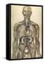 The Human Body with Superimposed Colored Plates by Julien Bougle-Stocktrek Images-Framed Stretched Canvas