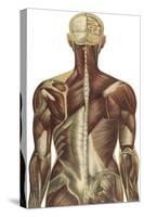 The Human Body with Superimposed Colored Plates by Julien Bougle-Stocktrek Images-Stretched Canvas