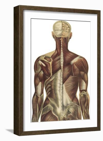 The Human Body with Superimposed Colored Plates by Julien Bougle-Stocktrek Images-Framed Art Print