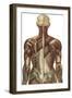 The Human Body with Superimposed Colored Plates by Julien Bougle-Stocktrek Images-Framed Art Print