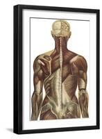 The Human Body with Superimposed Colored Plates by Julien Bougle-Stocktrek Images-Framed Art Print