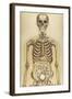 The Human Body with Superimposed Colored Plates by Julien Bougle-Stocktrek Images-Framed Art Print