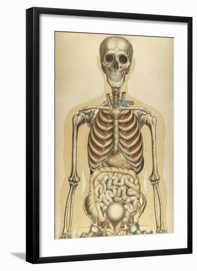 The Human Body with Superimposed Colored Plates by Julien Bougle-Stocktrek Images-Framed Art Print