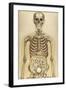 The Human Body with Superimposed Colored Plates by Julien Bougle-Stocktrek Images-Framed Art Print